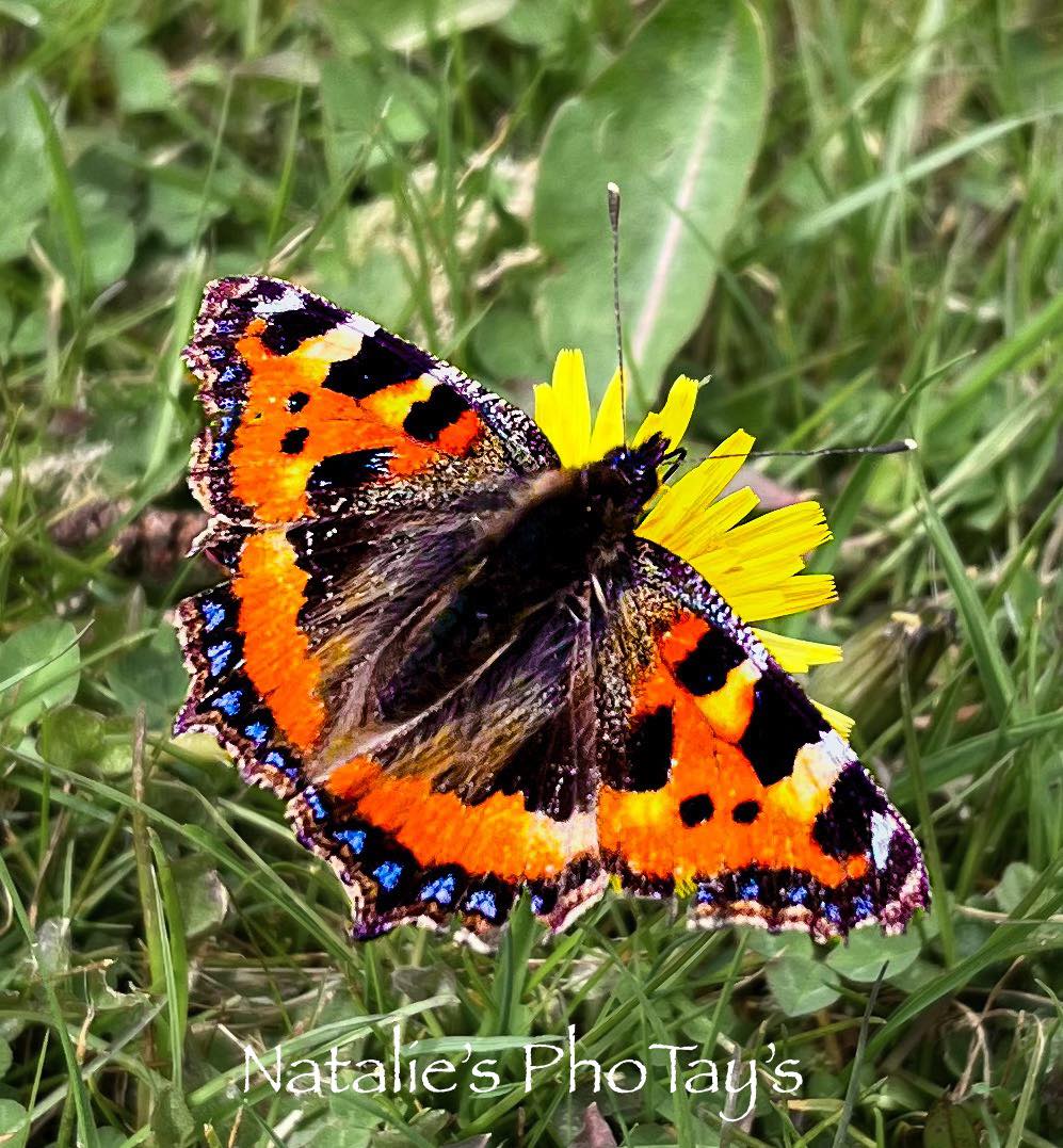 Photography by Natalie's PhoTay's