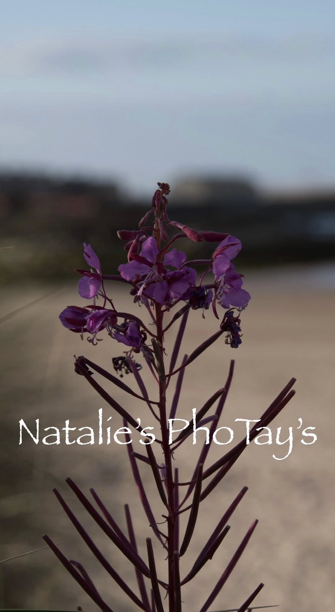 Photography by Natalie's PhoTay's