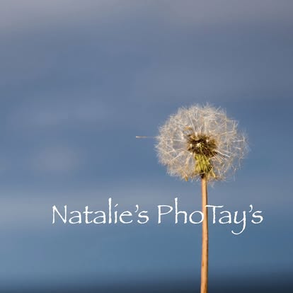 Photography by Natalie's PhoTay's
