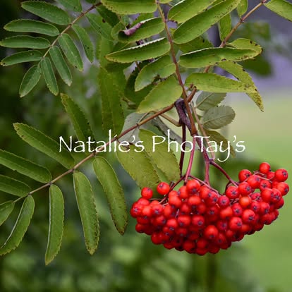 Photography by Natalie's PhoTay's